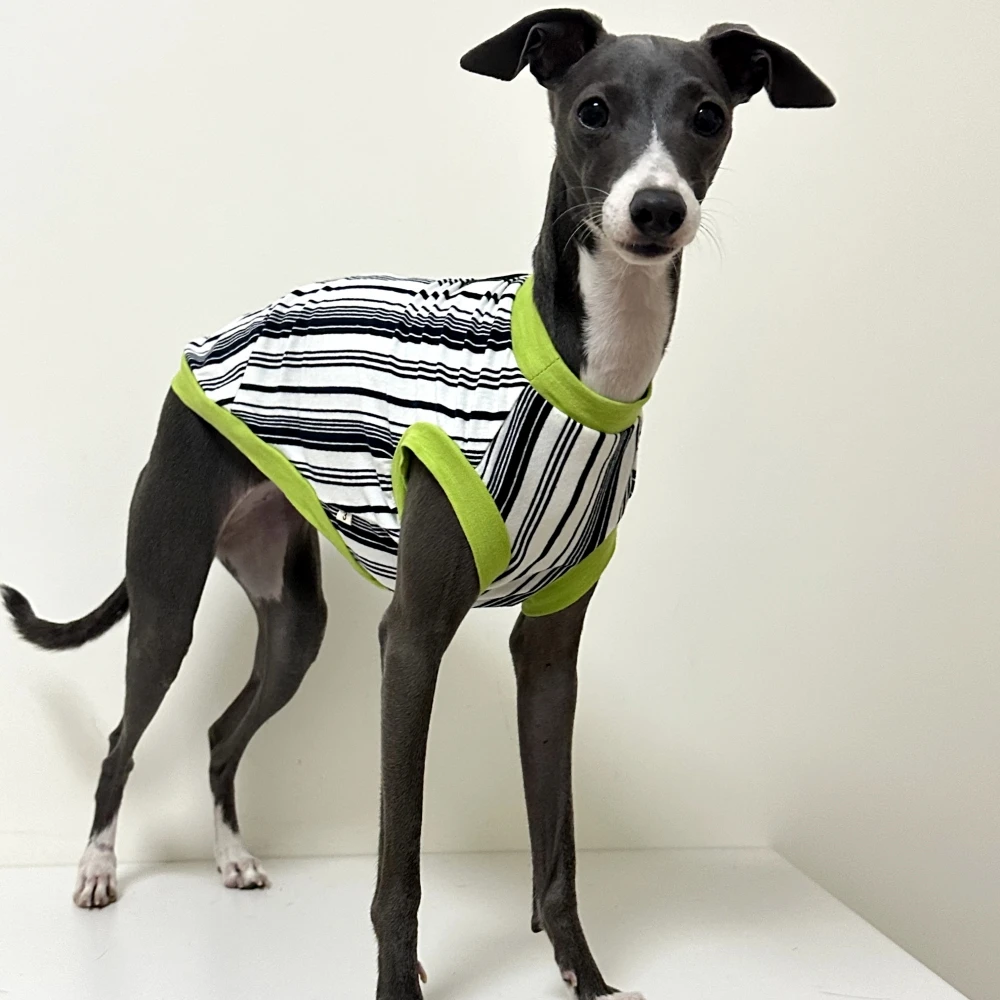 Camiseta rayas verdes de algodón para galgos italianos y whippet - imagen 5