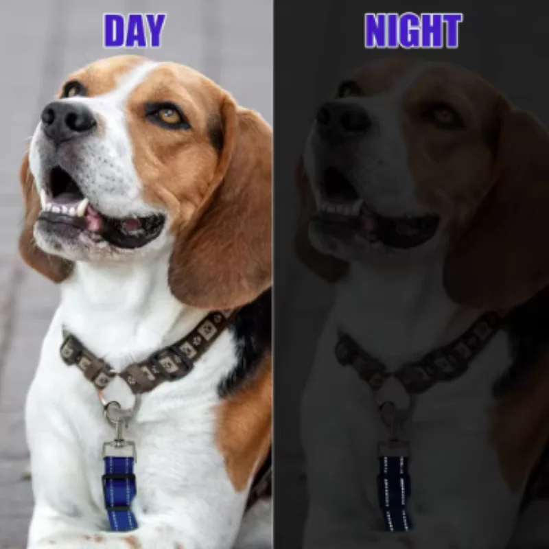Collar en uso con perro