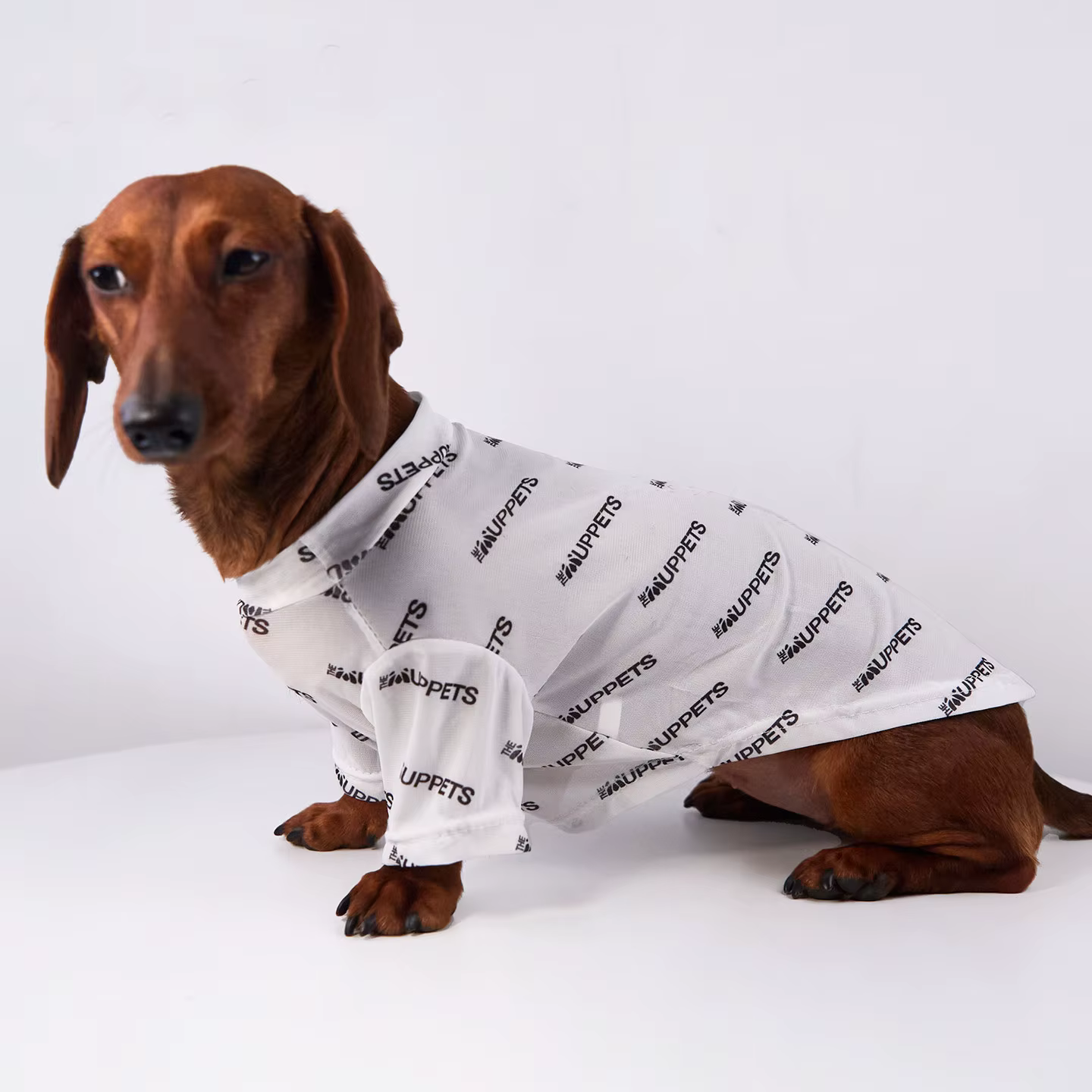 Paquete de mangas para perro dachshund ABQP