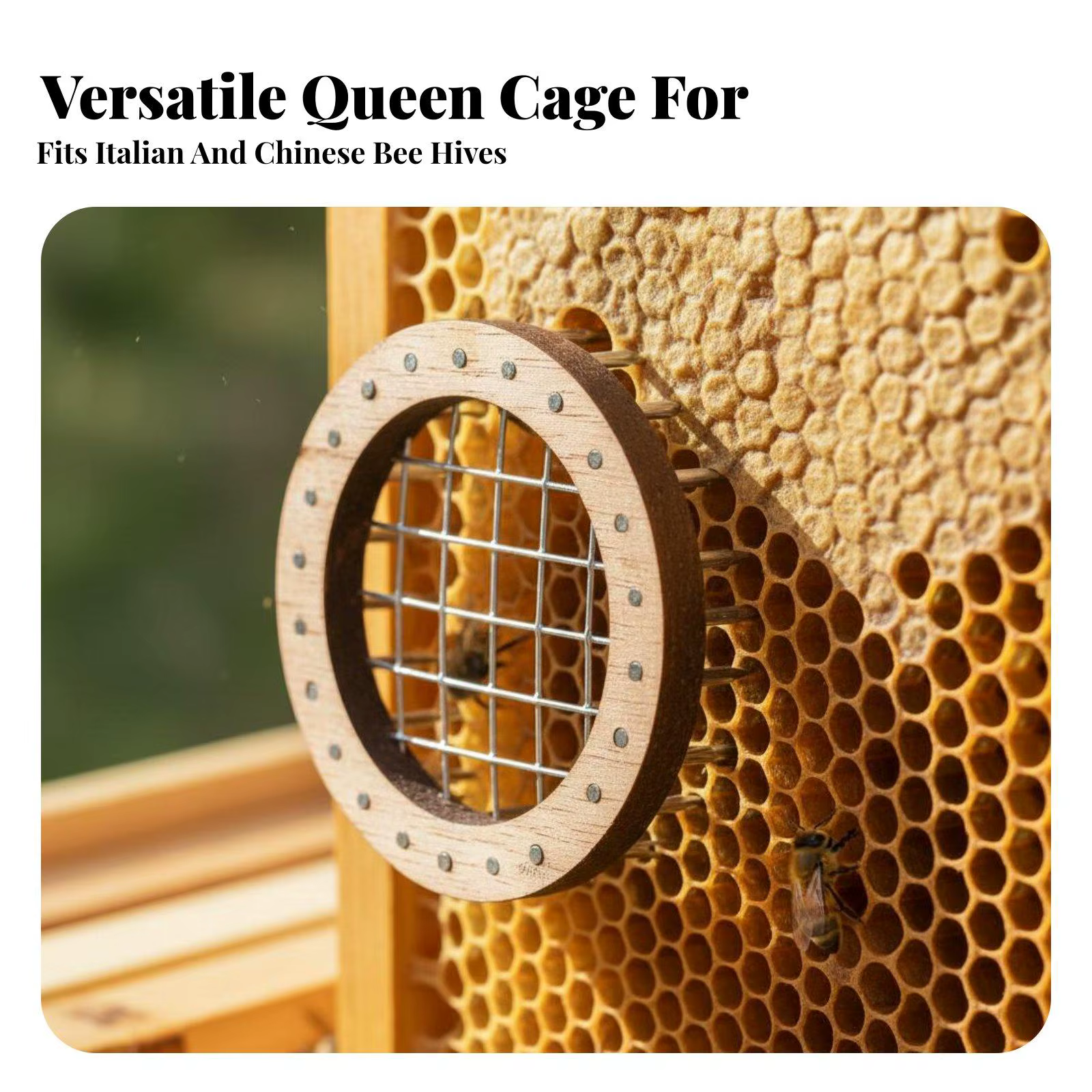 Aislador colmena para abeja reina – Jaula transición madera con pasadores - imagen 3