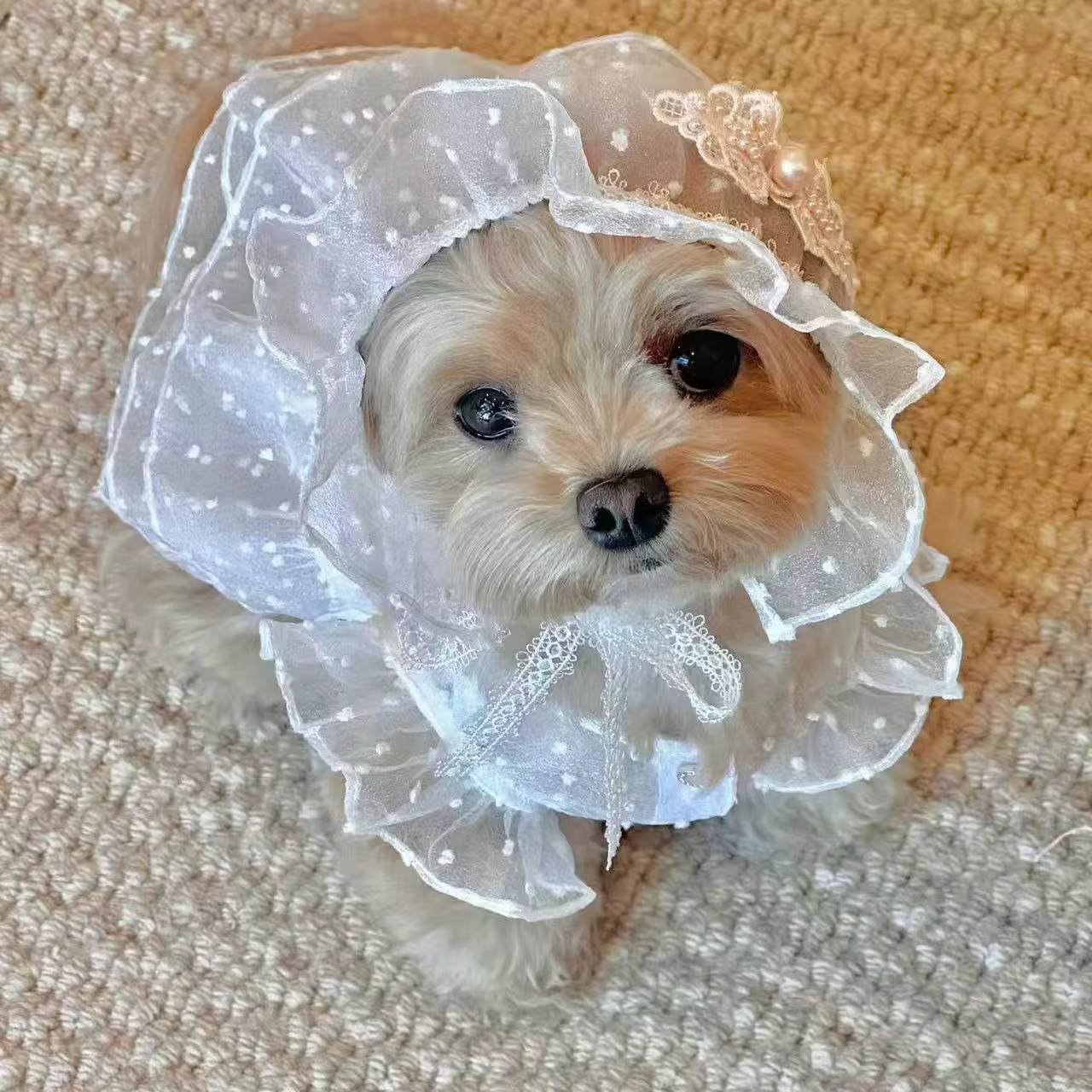 Vestido de princesa de encaje para perros pequeños y gatos