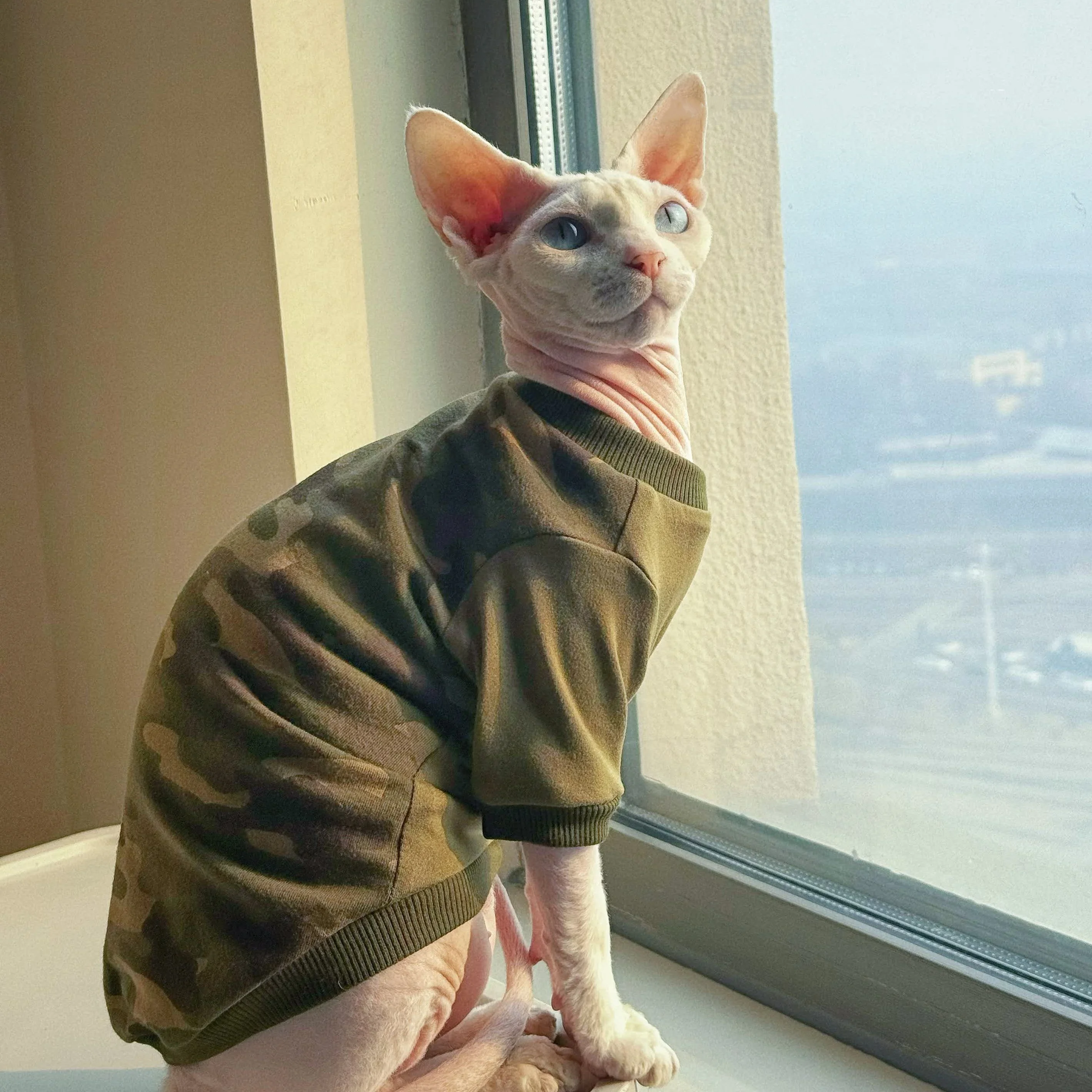 Gato Devon Rex con talla L de camiseta camuflaje