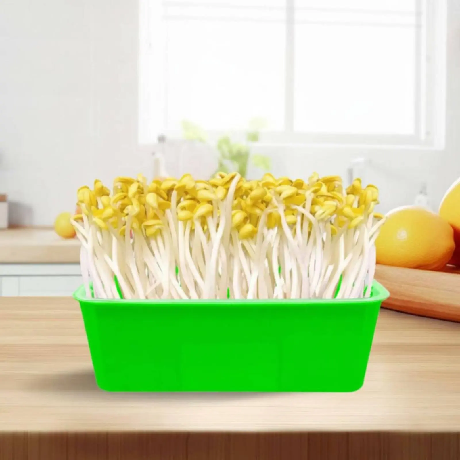 Germinador sin tierra para gatos: caja brotes frijol doble nivel - imagen 5
