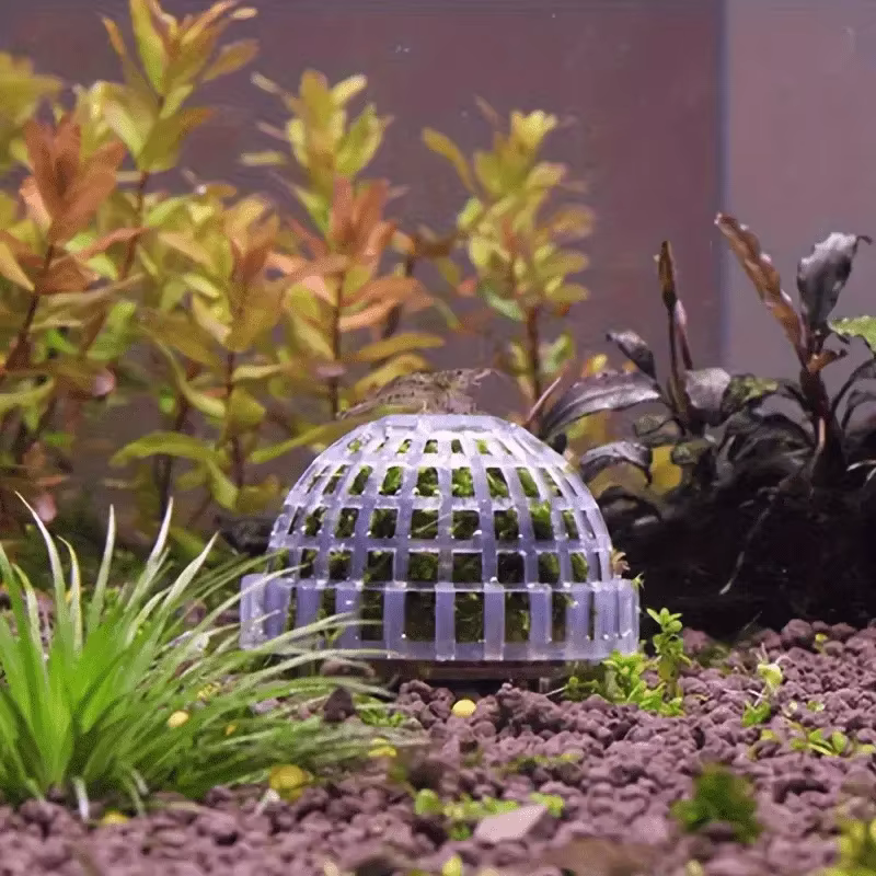 Acuario decorado con bolas de musgo y plantas acuáticas