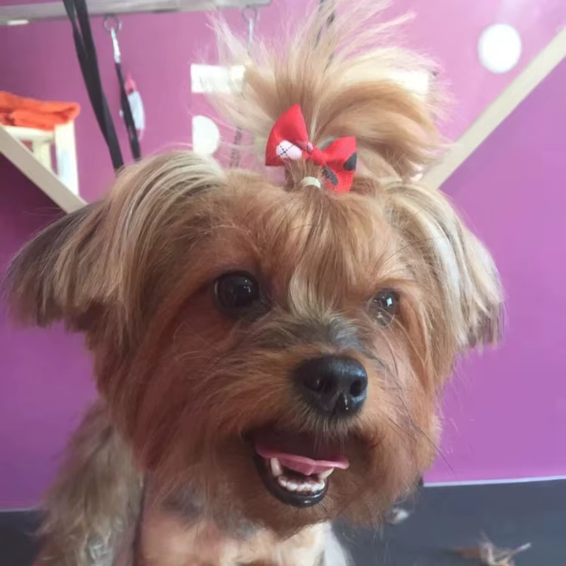 Lazo elástico aplicado en el pelo de un perro pequeño