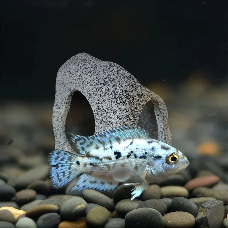 Cueva Cerámica Decorativa para Peces de Acuario – Refugio Natural - imagen 2