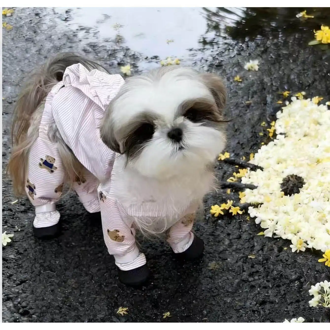 Perro con pantalones antipolvo a rayas