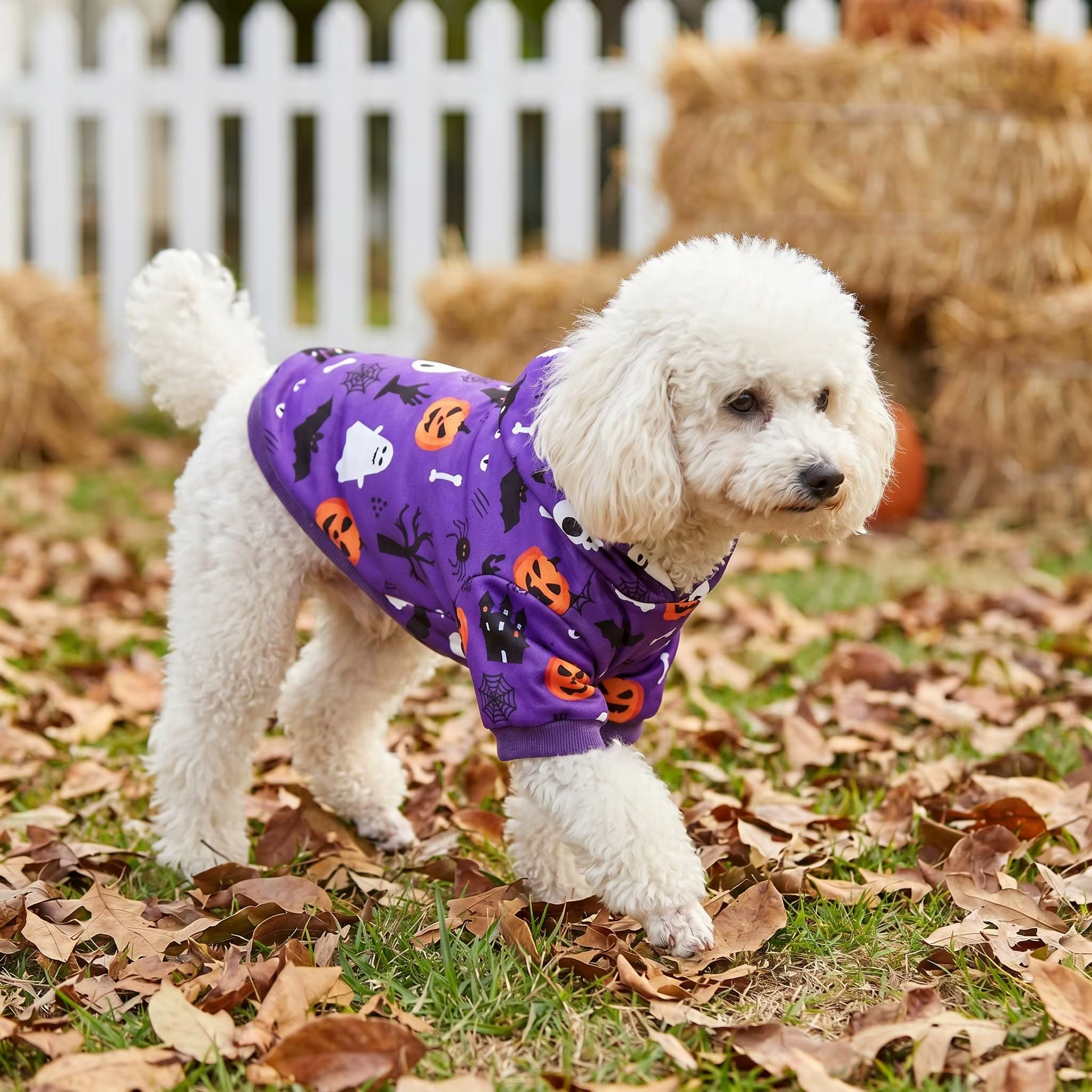 Perro con sudadera morada de Halloween