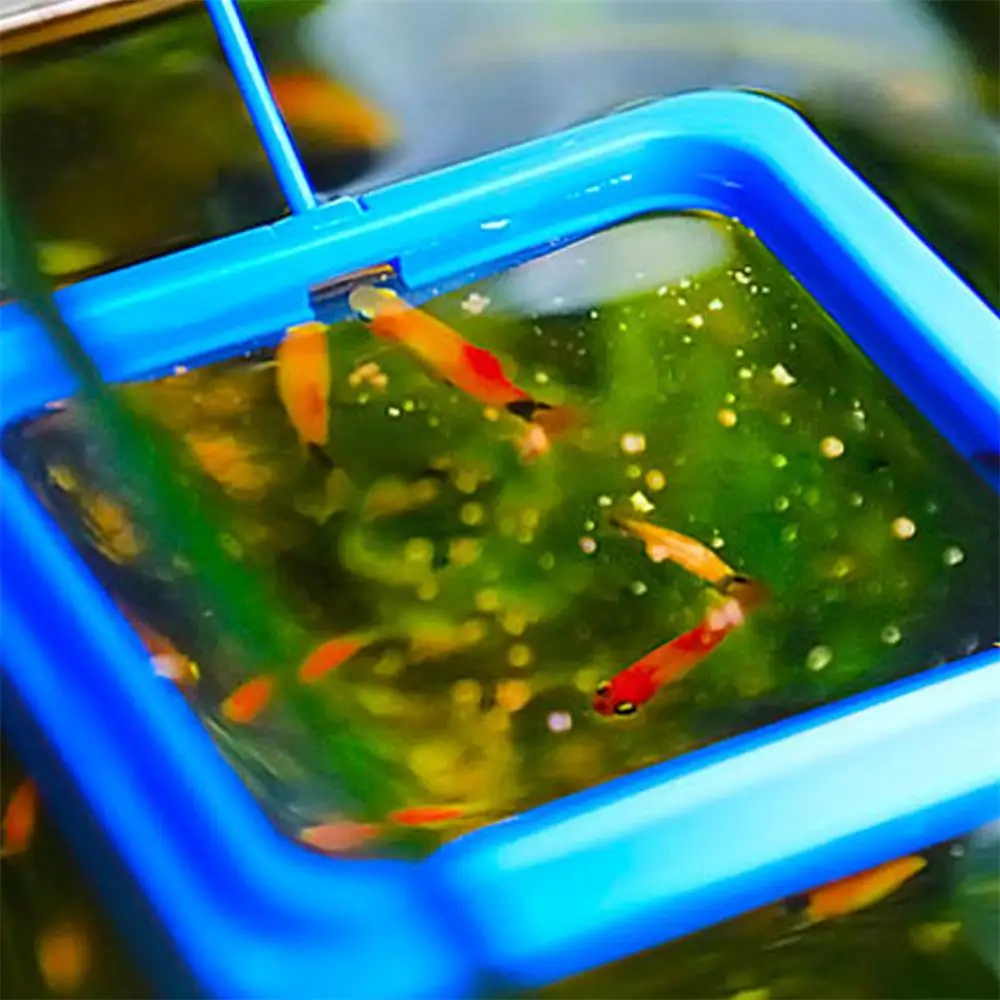 Anillo flotante azul para alimentación de peces en acuario bandeja - imagen 4
