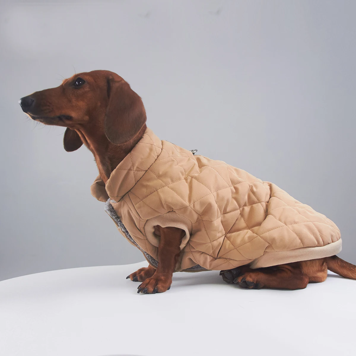 Perro Wiener con chaqueta ABQP en paseo