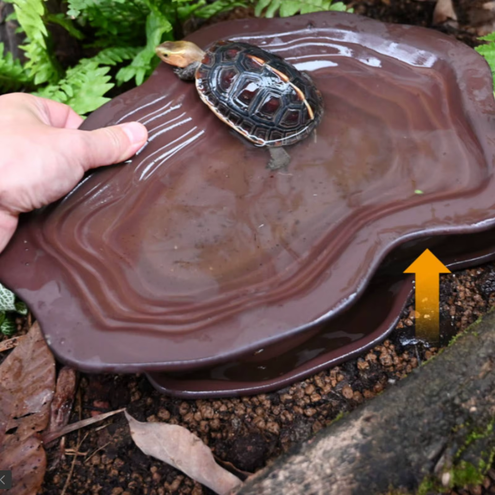 Recipiente de agua para tortugas con base y diseño dividido terrario - imagen 3