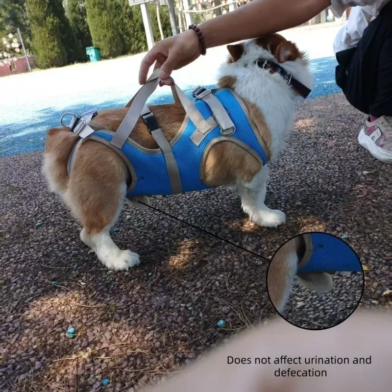 Silla de ruedas para perros con discapacidad: carrito rehabilitación - imagen 4