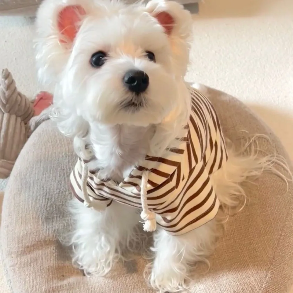 Guía de tallas de la sudadera para perros