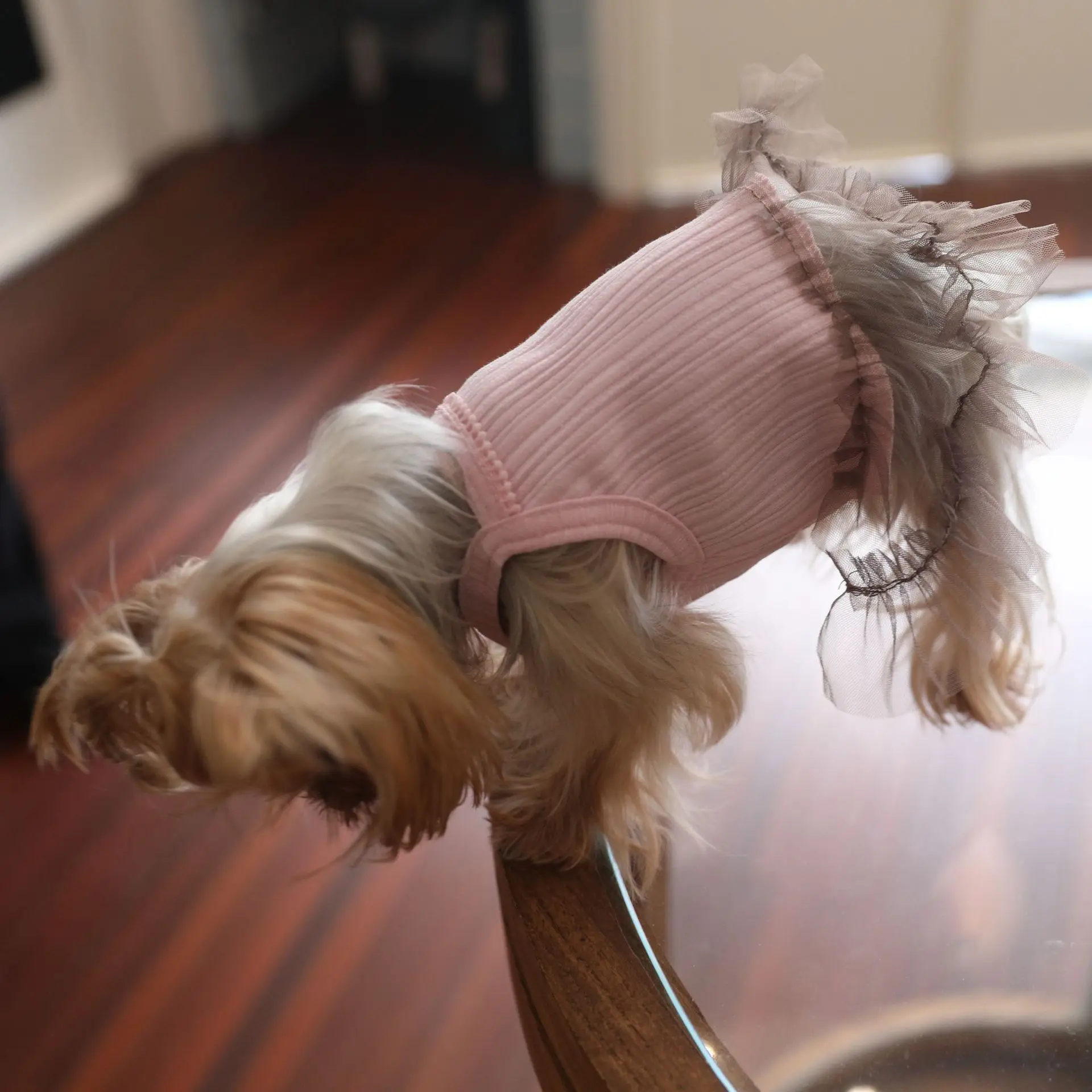 Cómo medir el perro para elegir talla