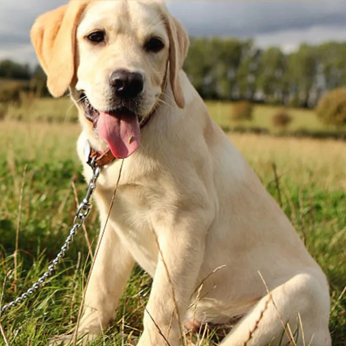Correa de nailon y acero para perros grandes
