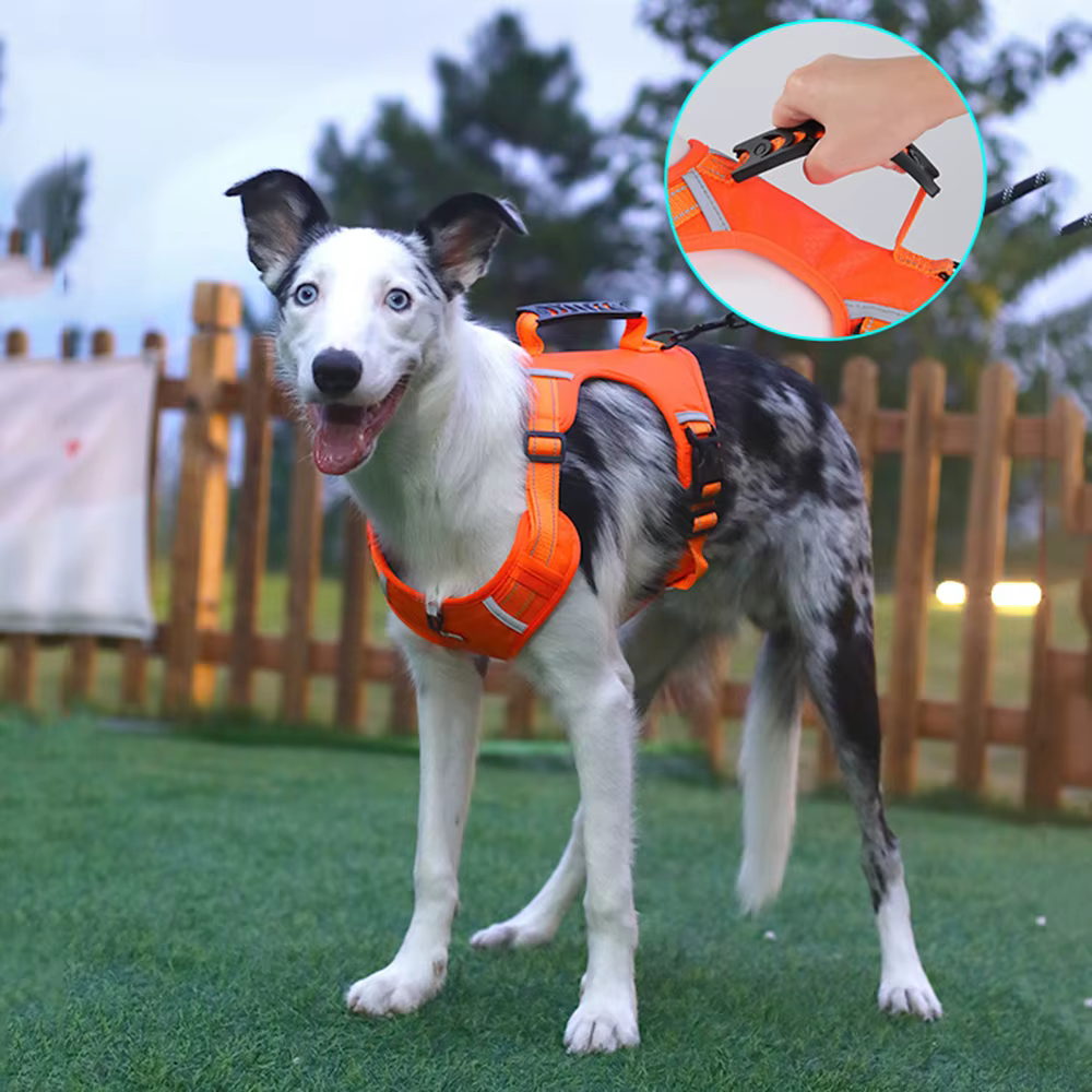 Arnés antitirones para perros grandes: Greyhound y Bulldog - imagen 5