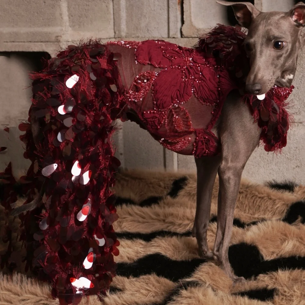 Vestido con encaje y lentejuelas para Galgo Italiano y Whippet - imagen 2