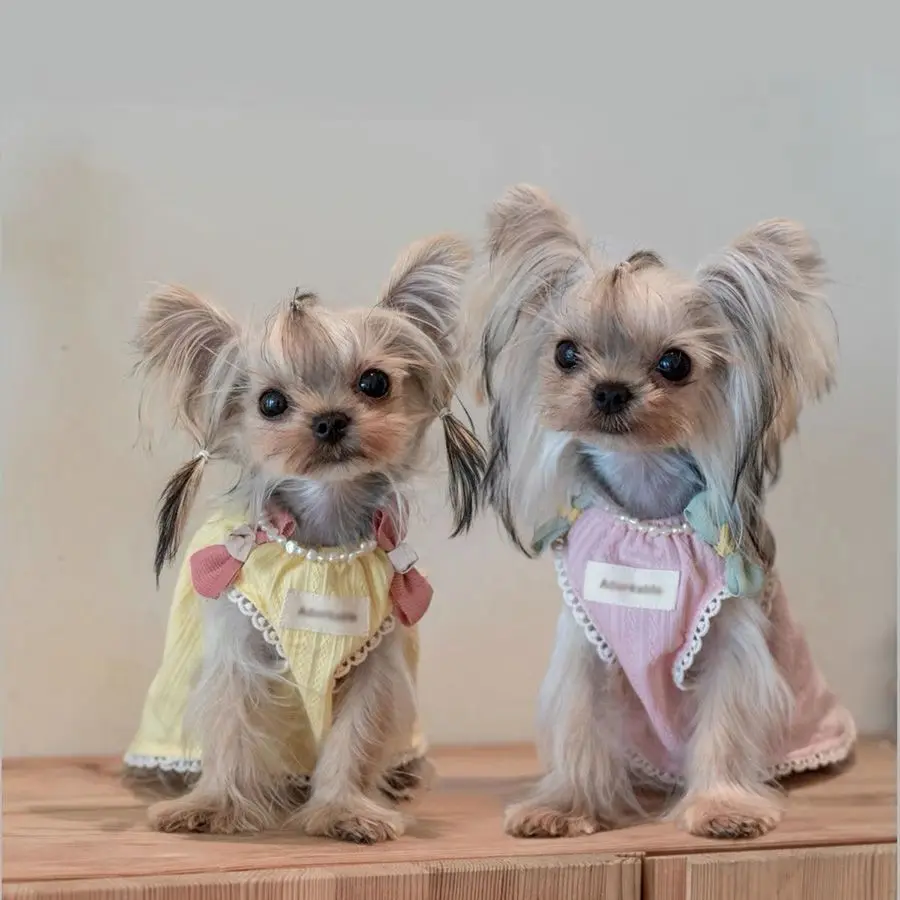 Ropa para perros pequeños en uso
