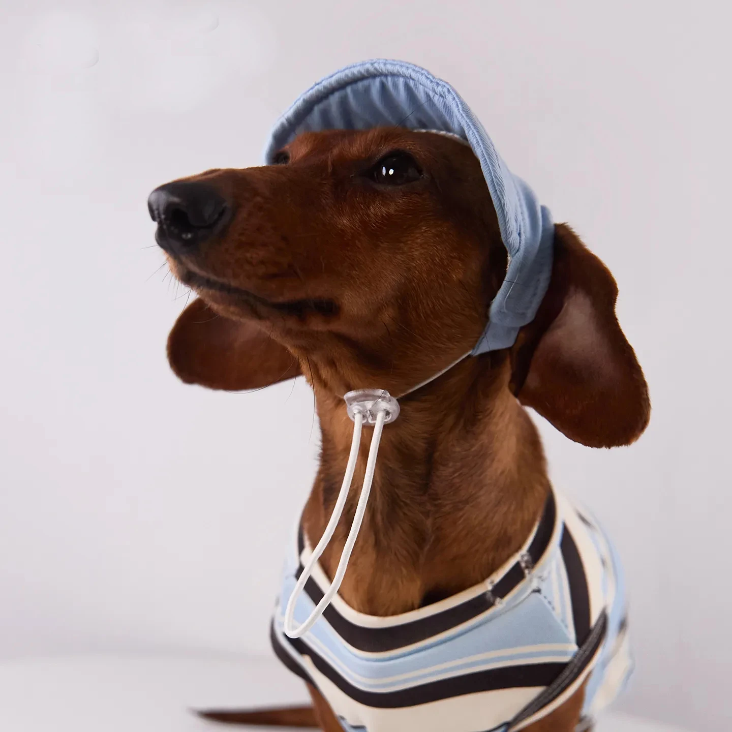 Guía de medición del perro