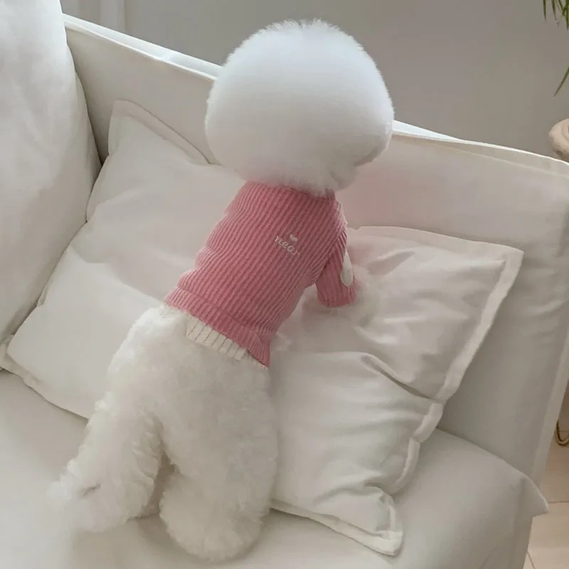 Perro con suéter de moda ABQP