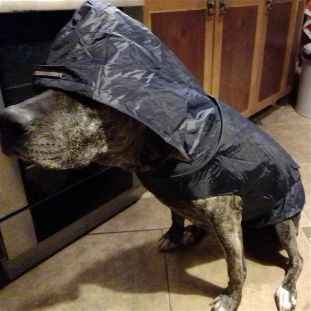 Impermeable para Perros con Reflectante – Chubasquero para Lluvia - imagen 3