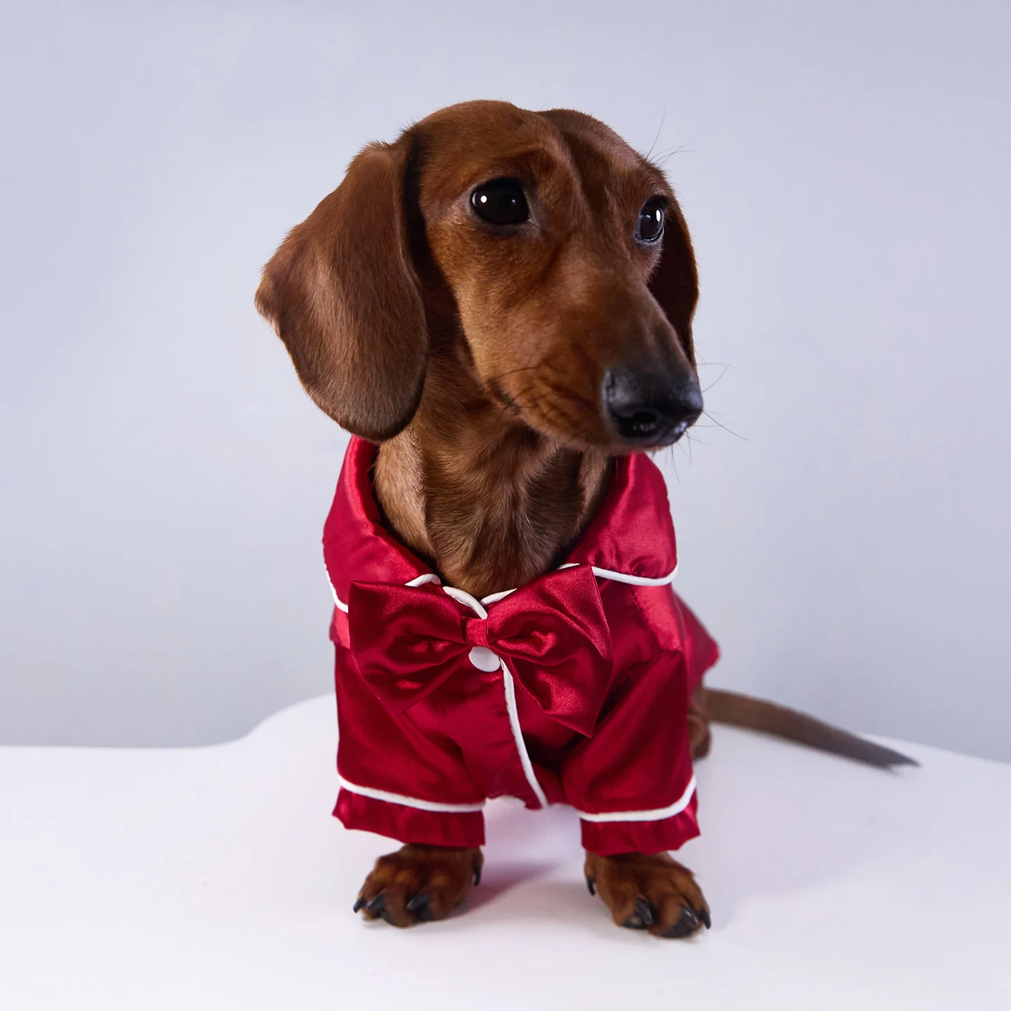 Mono de seda ABQP en diferentes tallas para perros pequeños y medianos