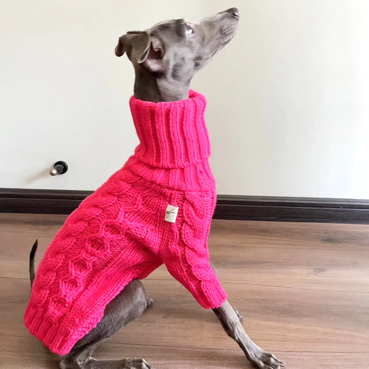 Perro Whippet corriendo con el suéter rosa en un campo abierto