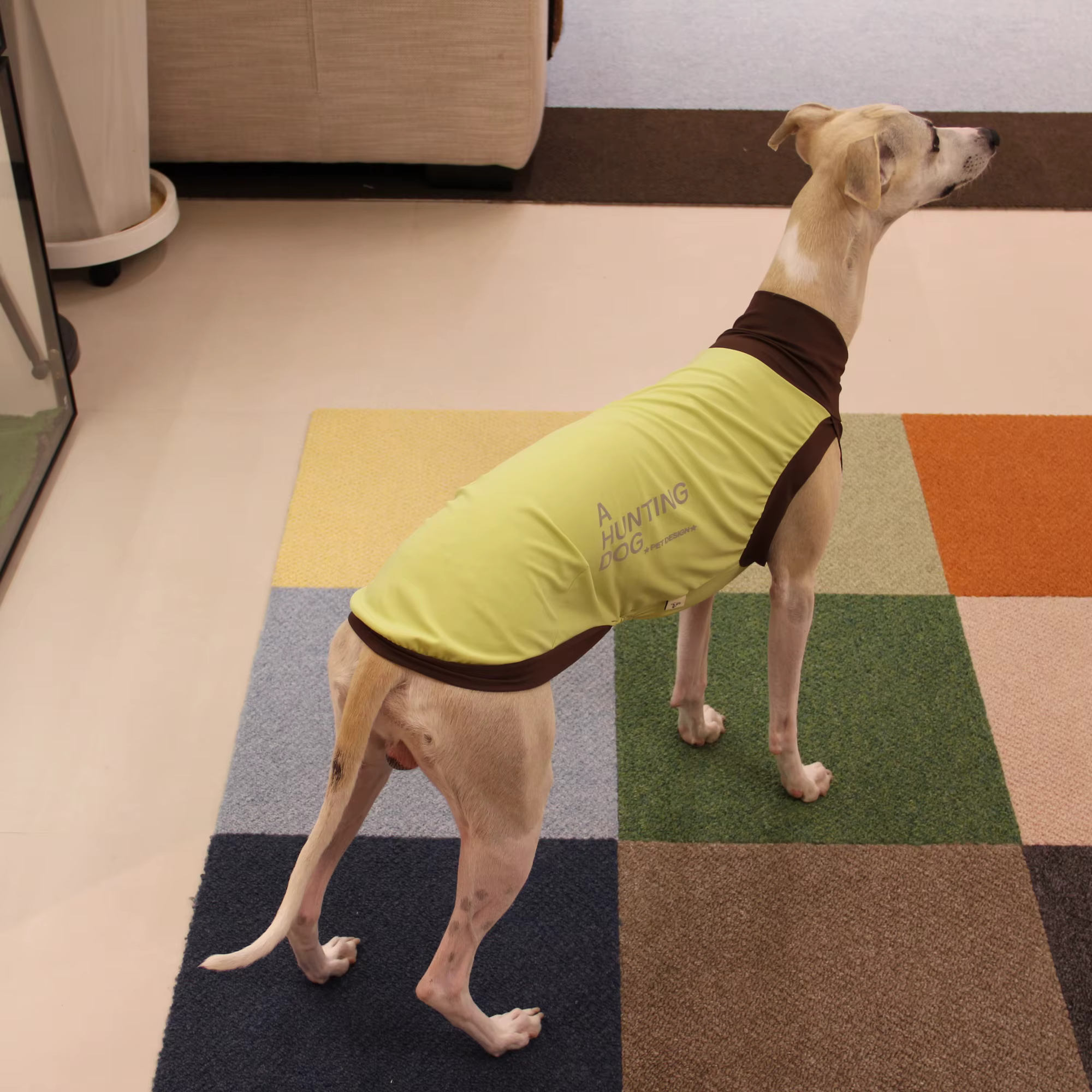 Chaleco de verano para Bedlington Terrier - uso en exterior
