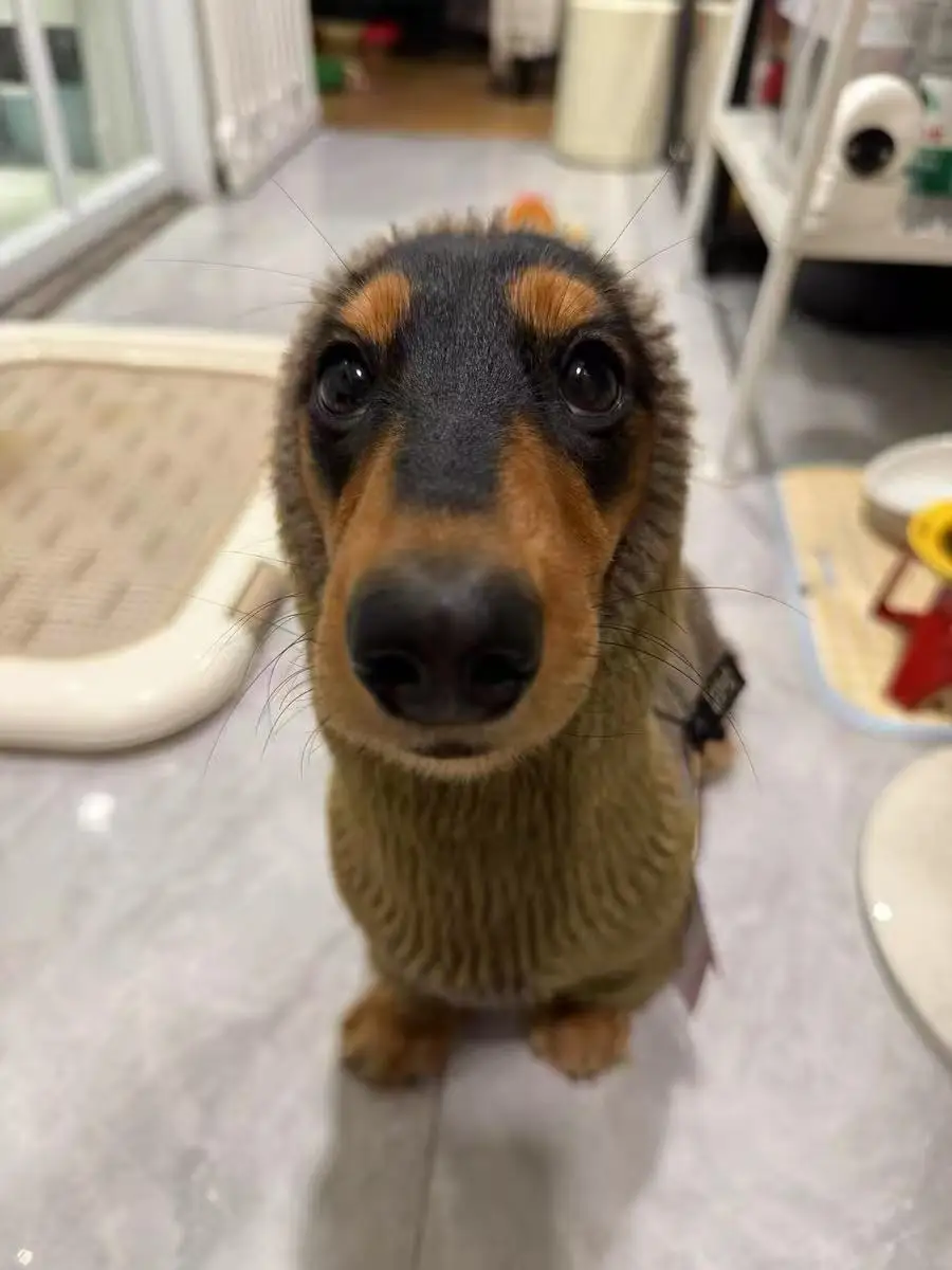 Perro Dachshund con el jersey puestos
