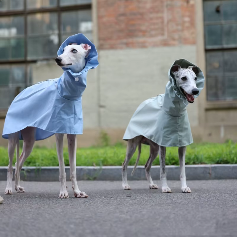 Impermeable ligero ajustable para galgo italiano y whippet - imagen 5