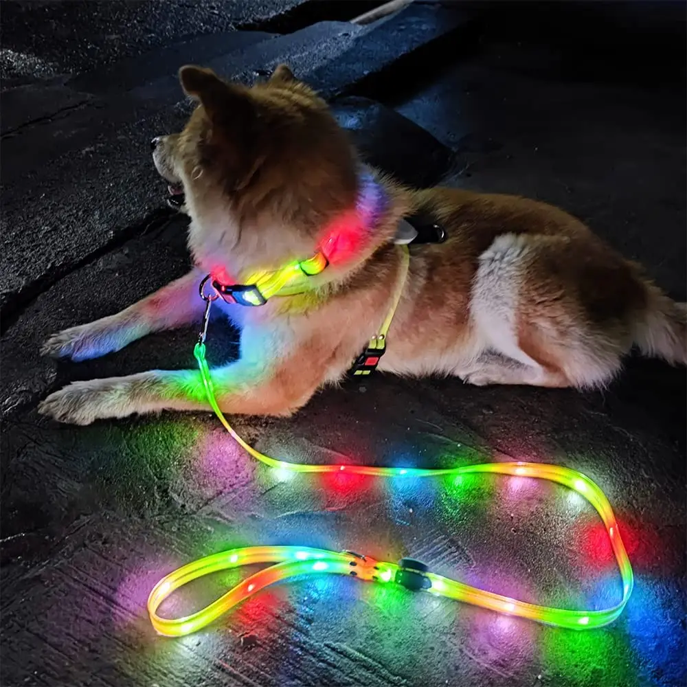 Perro caminando de noche con correa LED encendida