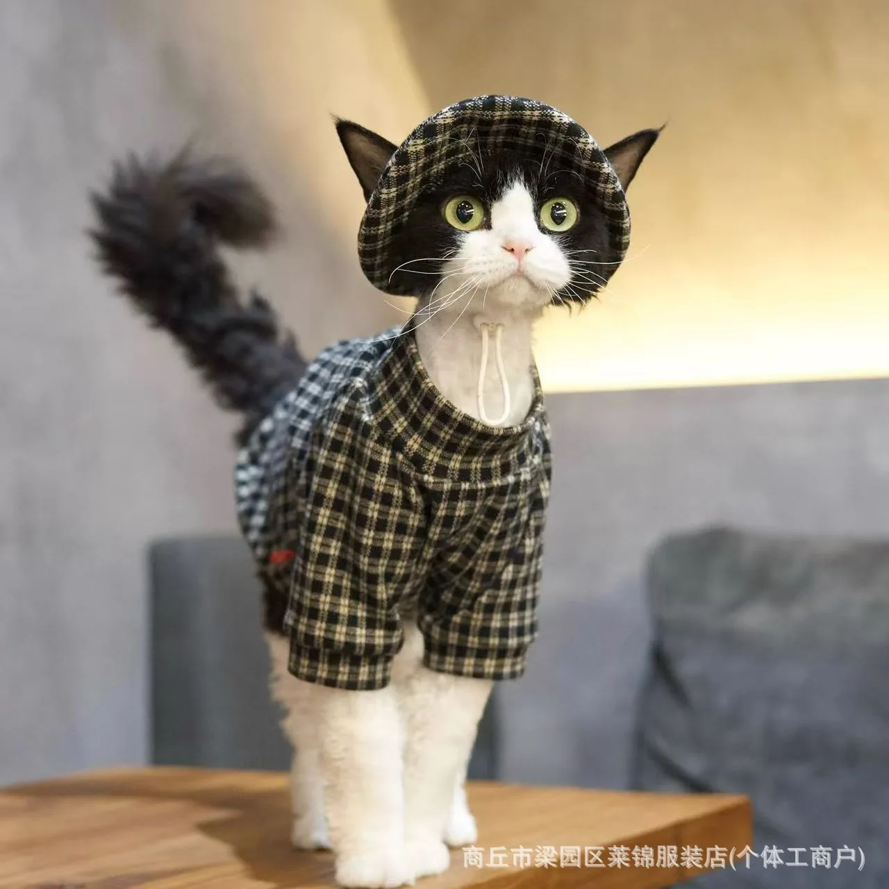 Gato con el sombrero de pescador y la prenda retro