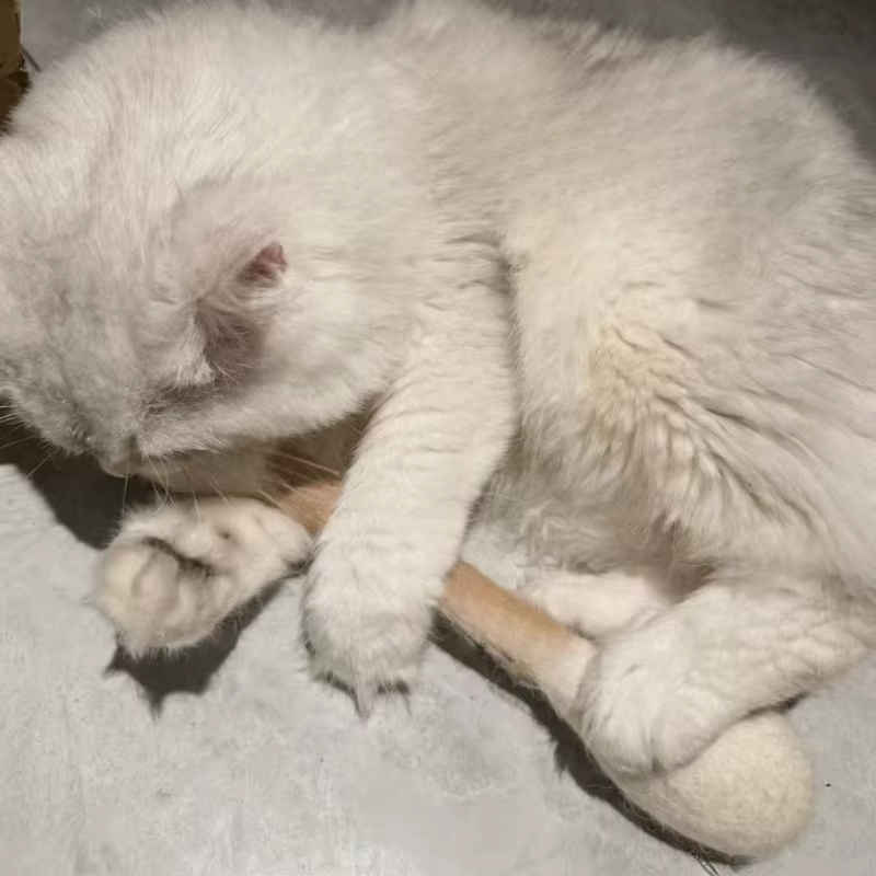 Juguete de palo de algodón para gatos – Mastica y cuida sus - imagen 5