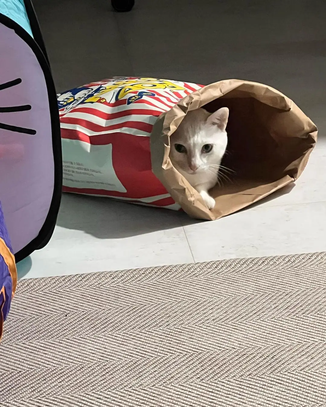 Gato jugando dentro del túnel