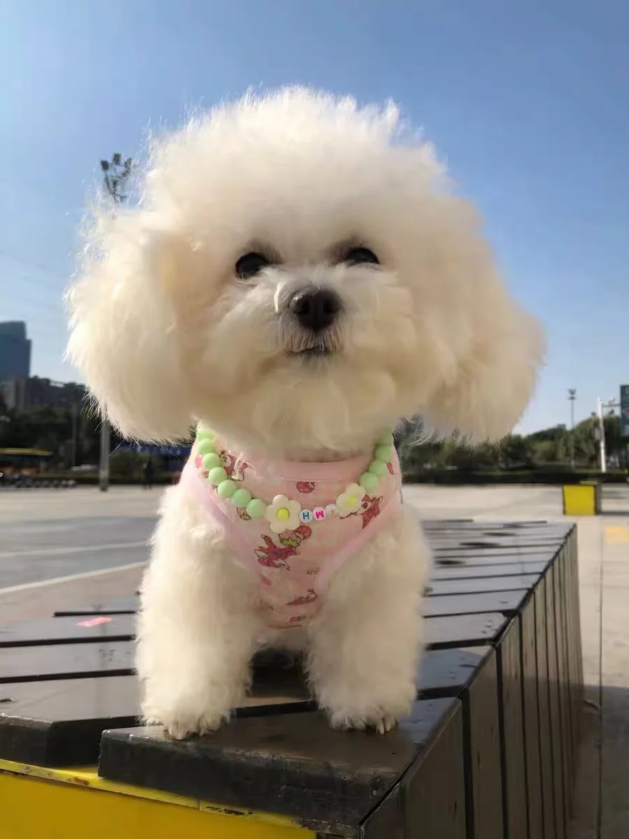 Collar visto de frente mostrando las cuentas de flores de oso y la placa personalizada