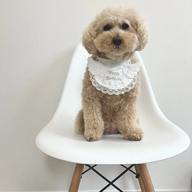 Uso como babero de saliva