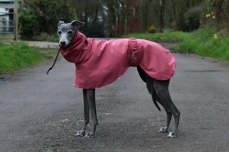Perro con impermeable puesto en exterior