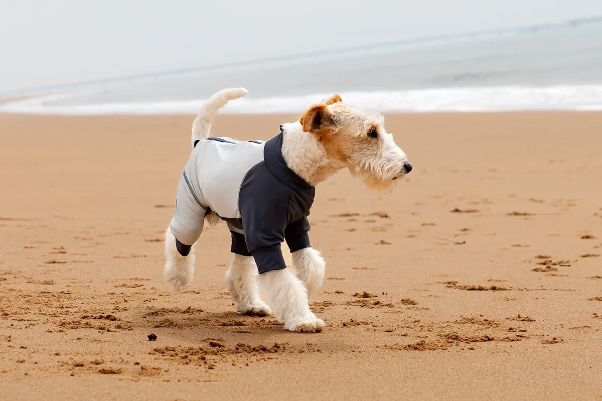 Perro con mono protector solar en exterior