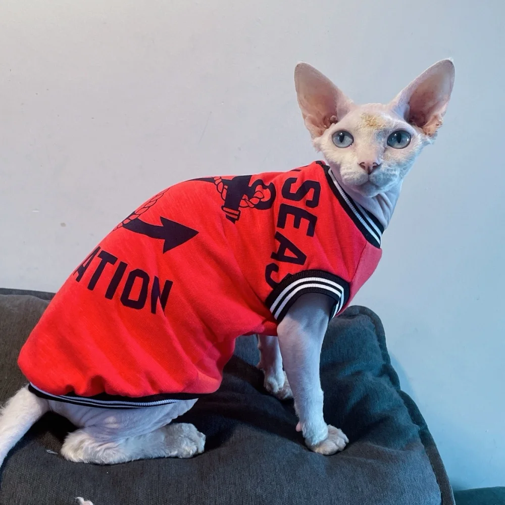Gato alegre