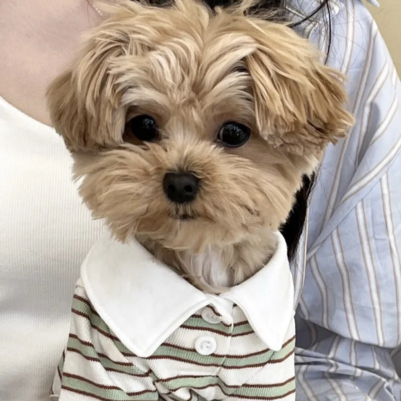 Camiseta polo de rayas para perro: refrescante de verano, Chihuahua - imagen 3
