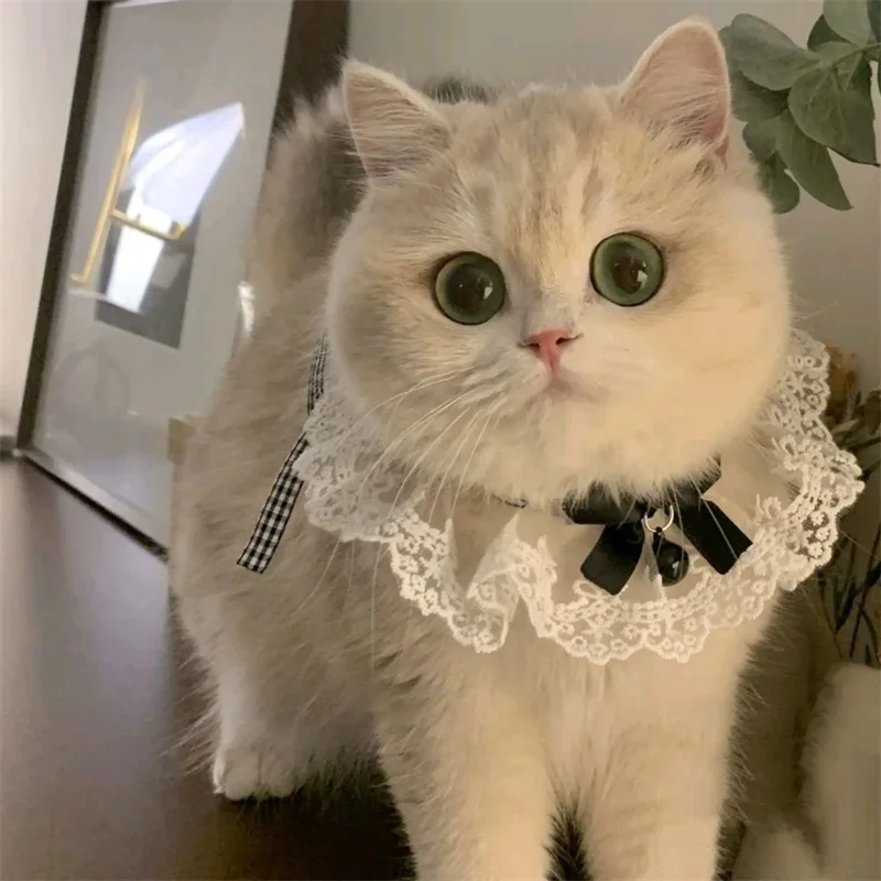Mascota con el collar puesto