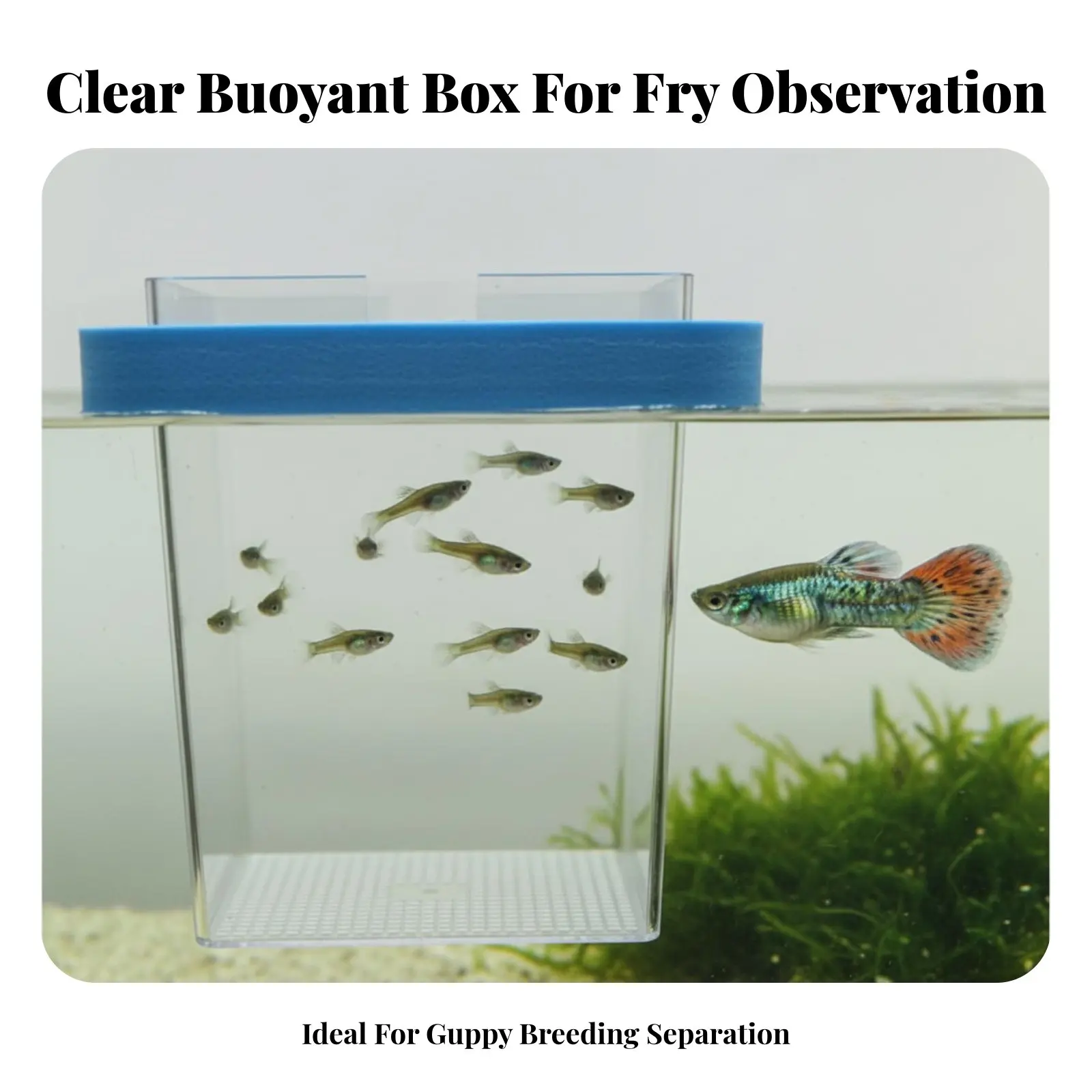 Recinto de cría flotante para guppys, buena circulación y fácil limpieza - imagen 2