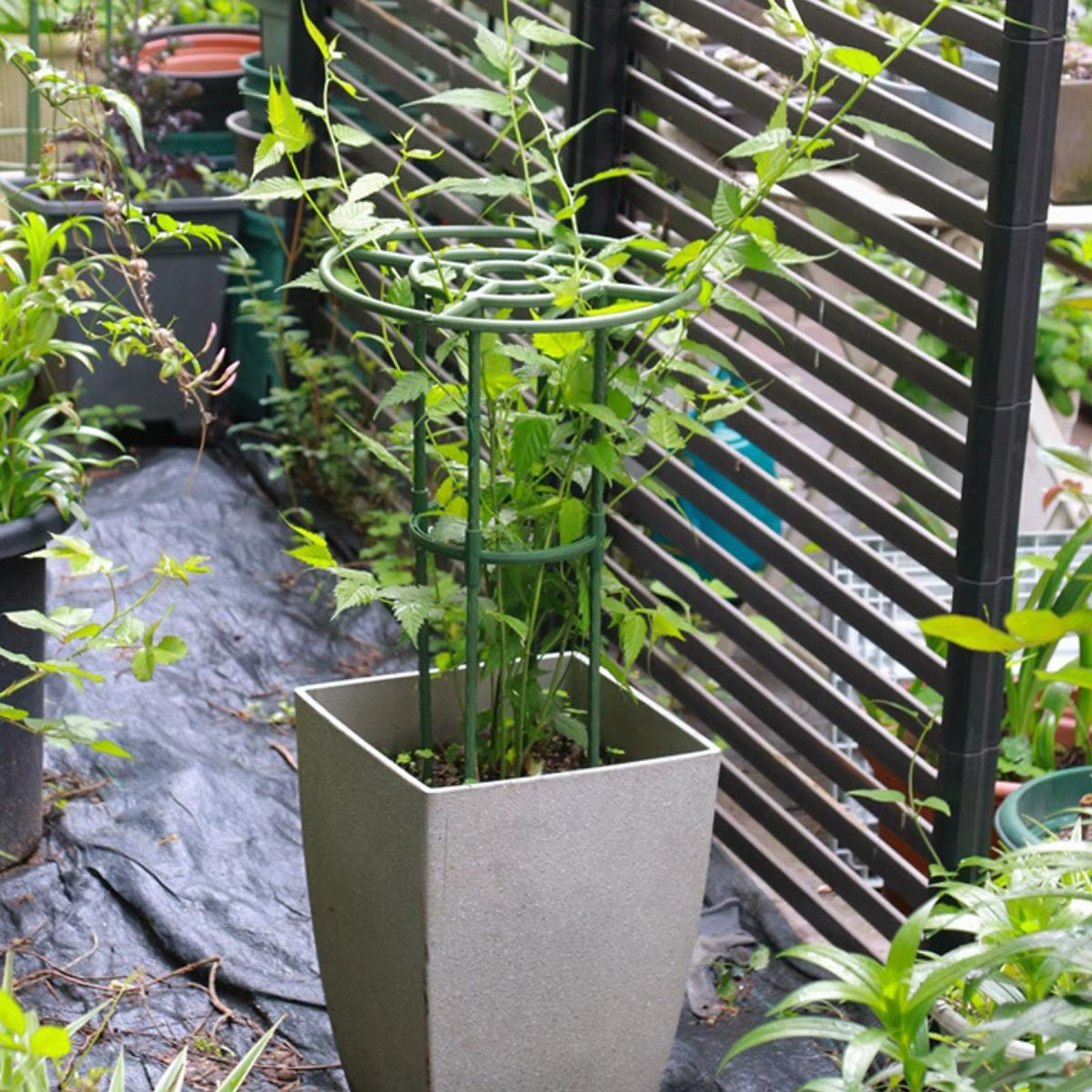 Trepador para gatos con soporte tipo torre de jardín para plantas - imagen 4