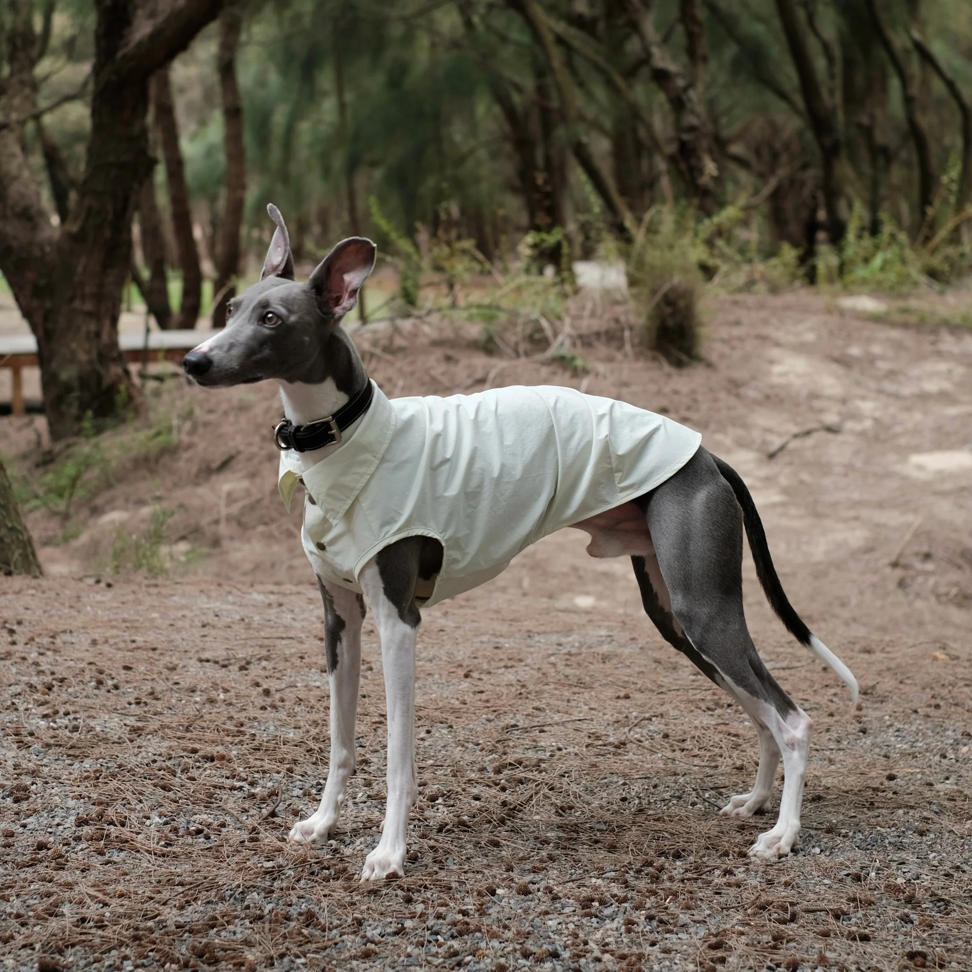 Camiseta solar UPF100 con botones para galgos italianos y whippets - imagen 3