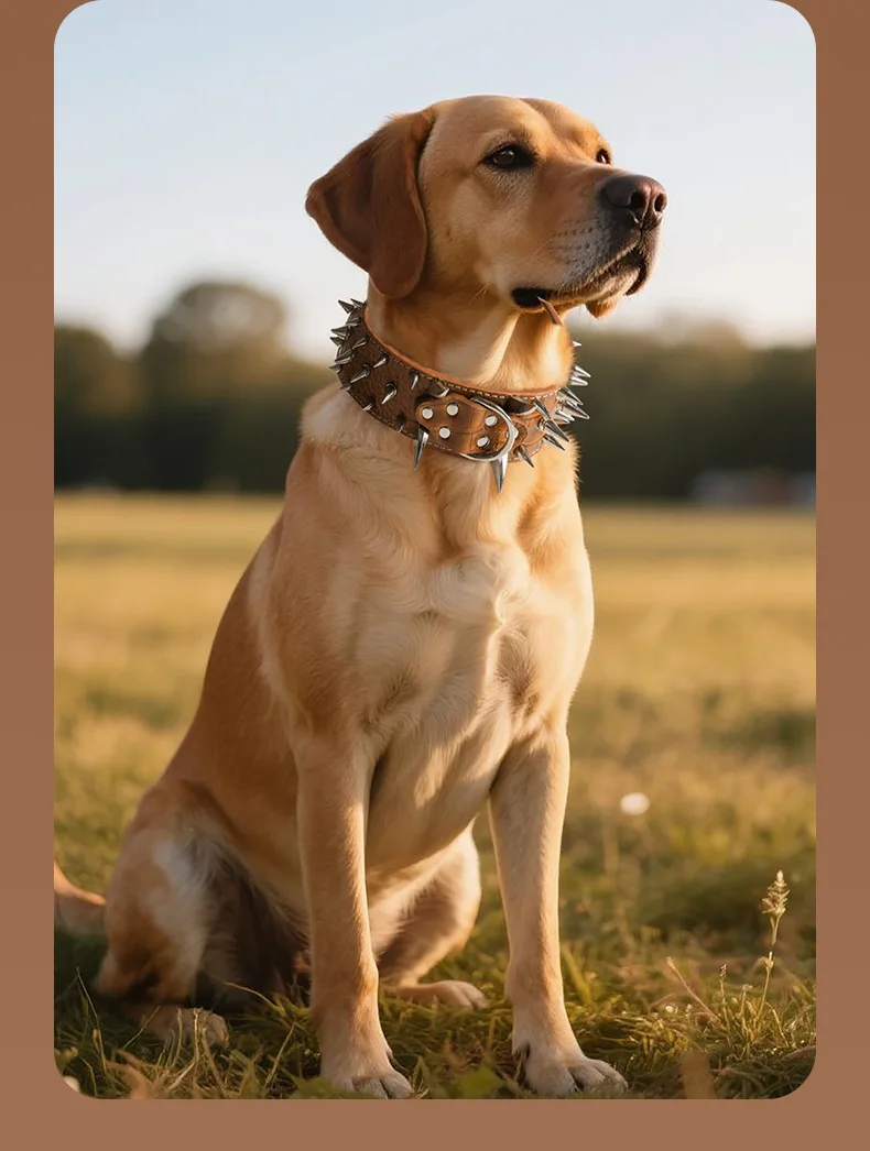 Collar en uso diario