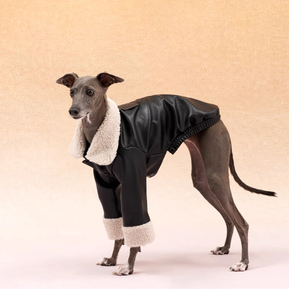 Perro wearing the jacket outdoors
