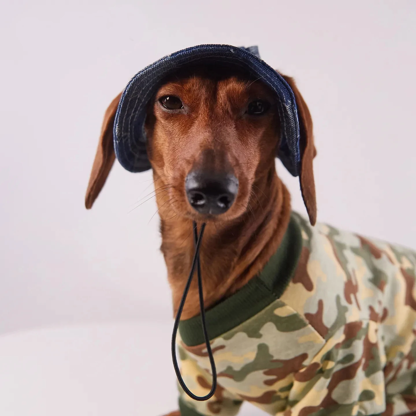 Perro usando la gorra de jeans al aire libre