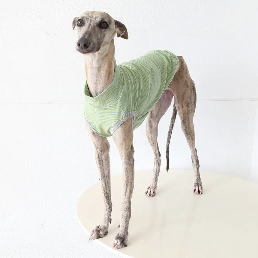 Guía de tallas para ropa de perro ABQP