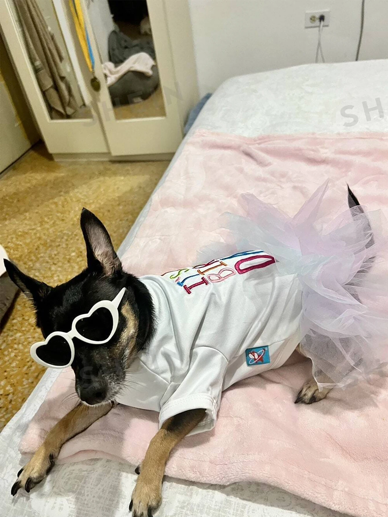 Accesorios divertidos para fotos de mascotas