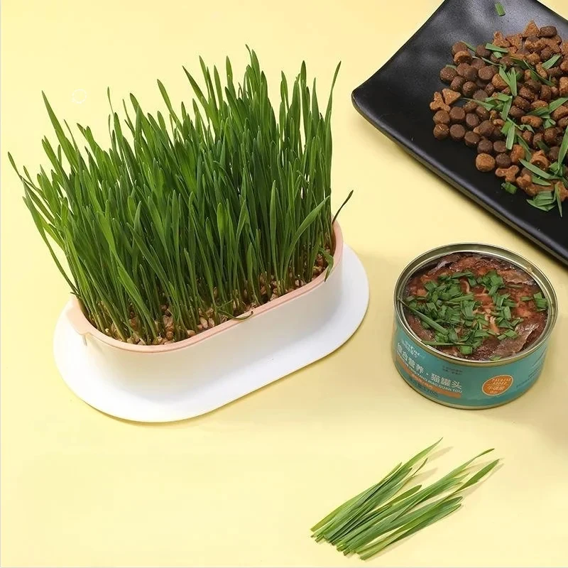 Caja hidropónica para plantar hierba gatera y tazón de cultivo - imagen 2
